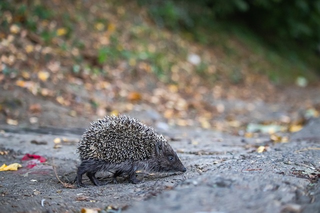 尼克斯目前客场战绩1胜5负，创2019年以来最差客场开局