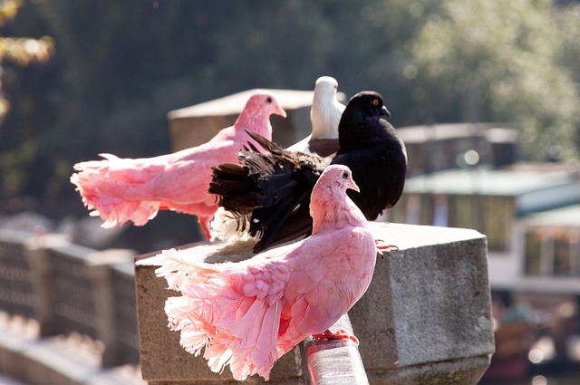 多特蒙德 vs. 博德闪电：欧洲冠军联赛第六轮焦点战解析