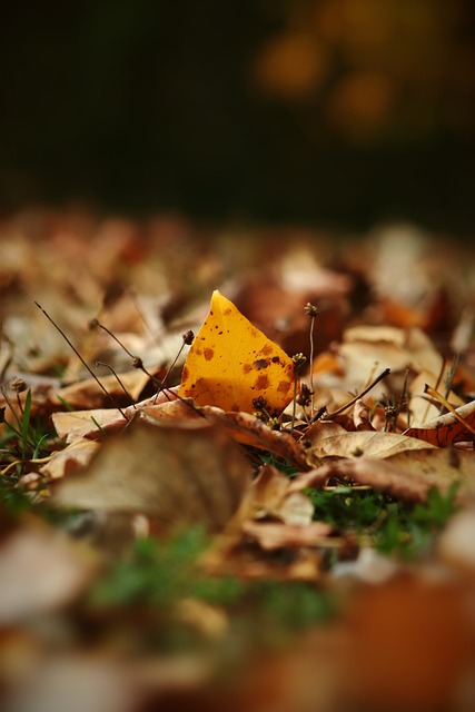 分地区的活 分地区的活